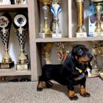 Weasel Dachshund Weasel Dachshund