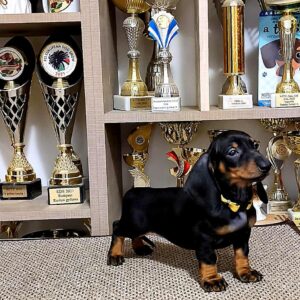 Lina Dachshund Lina Dachshund