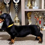Lina-female-Dachshund-puppy-for-sale-1 (3)