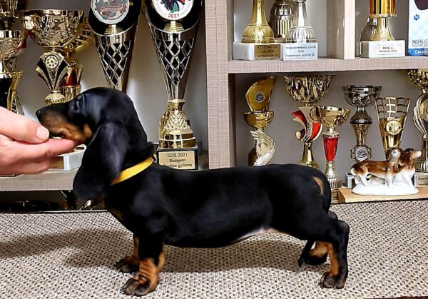 Lina Dachshund