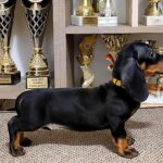 Lina-female-Dachshund-puppy-for-sale-1 (4)