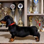 Linda-female-Dachshund-puppy-for-sale-1 (1)