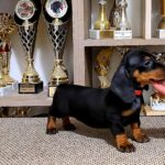 Linda-female-Dachshund-puppy-for-sale-1 (2)