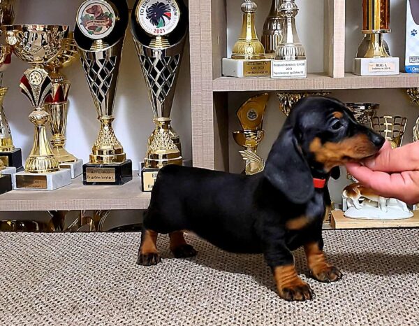Linda Dachshund