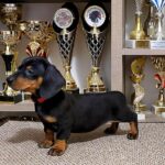 Linda-female-Dachshund-puppy-for-sale-1 (3)