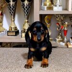 Lotta Dachshund Lotta Dachshund