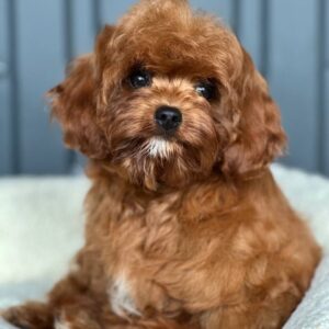 Lira Cavapoo