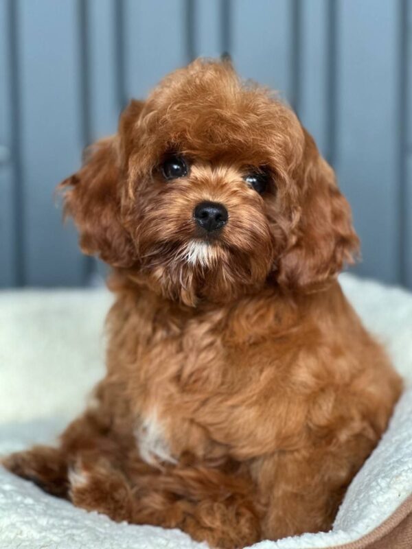 Lira Cavapoo