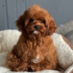 Lira-female-Cavapoo-puppy-for-sale-2