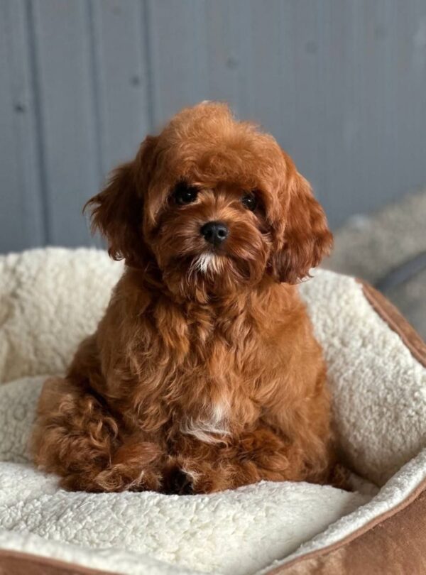 Lira Cavapoo