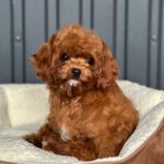 Lira-female-Cavapoo-puppy-for-sale-3