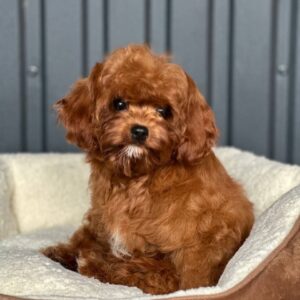 Lira Cavapoo