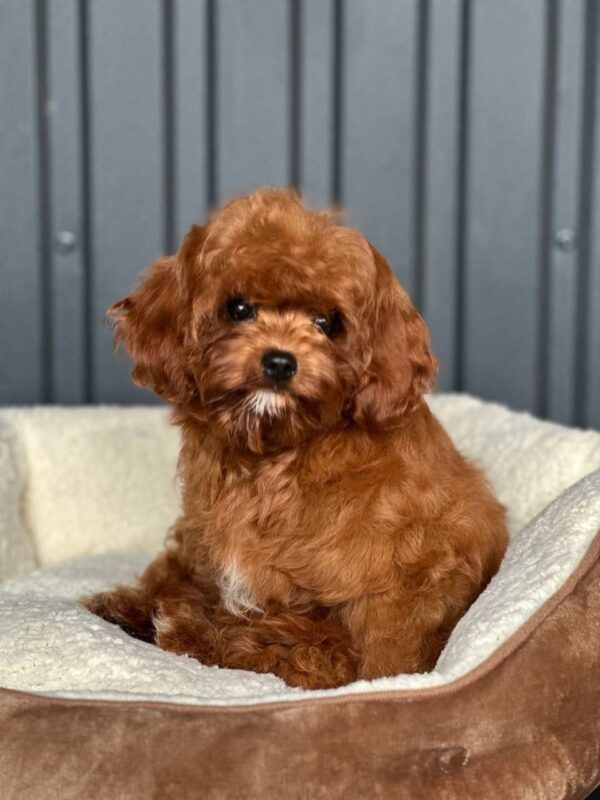 Lira Cavapoo