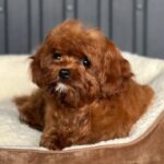 Lira-female-Cavapoo-puppy-for-sale-4