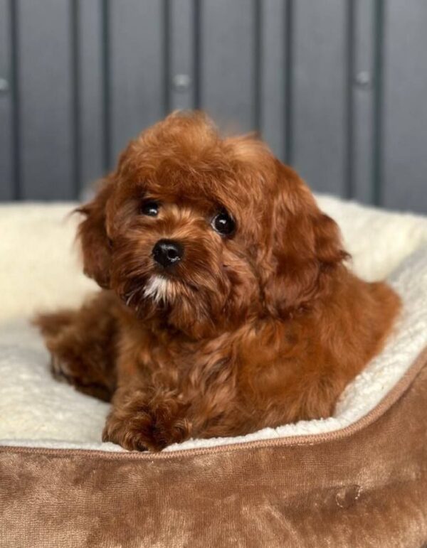 Lira Cavapoo