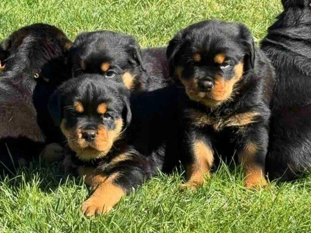 Vs American Rottweiler Russian Rottweiler Puppies Rottweiler Dogs