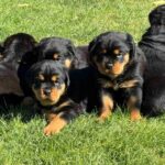 Litter-female-Rottweiler-puppy-for-sale-1