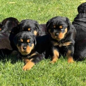 Magenta and Makayla Rottweiler