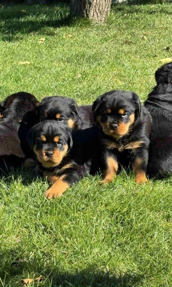Magenta and Makayla Rottweiler