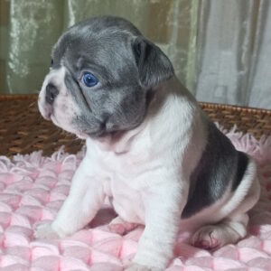 Lixie French Bulldog