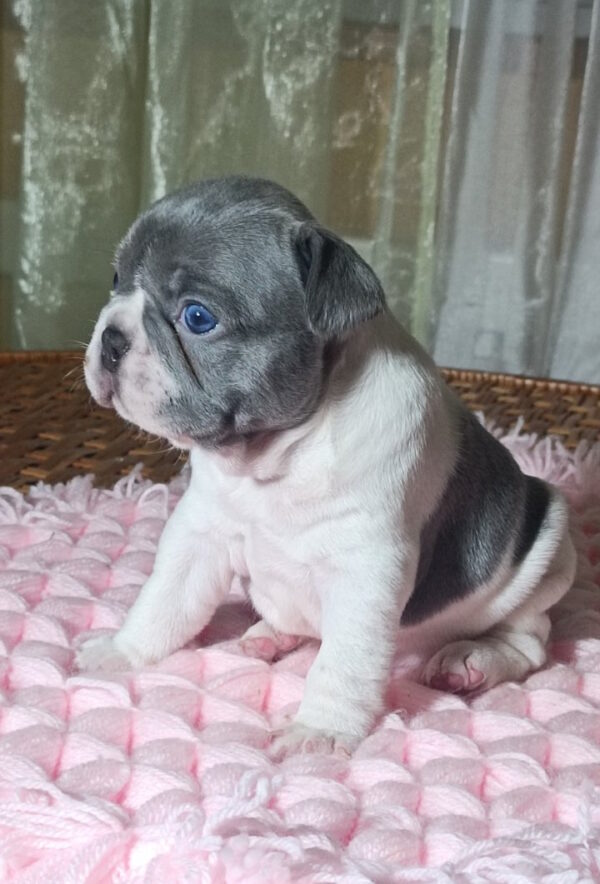 Lixie French Bulldog