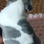 Lixie-female-french-bulldog-puppy-for-sale-1 (2)