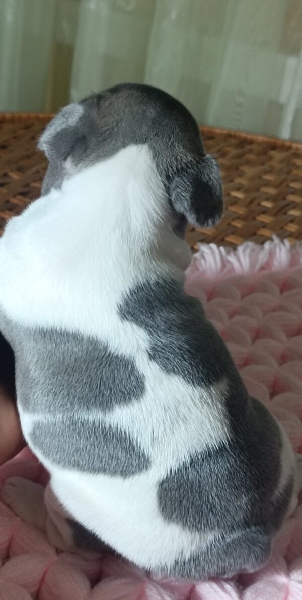 Lixie French Bulldog