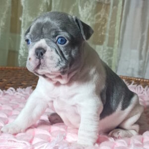 Lixie French Bulldog