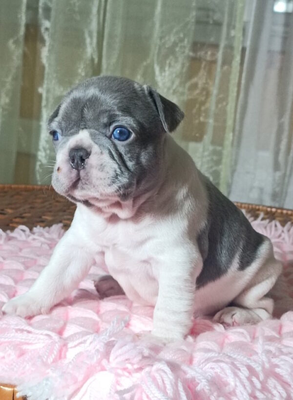 Lixie French Bulldog