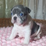 Lixie-female-french-bulldog-puppy-for-sale-1 (4)