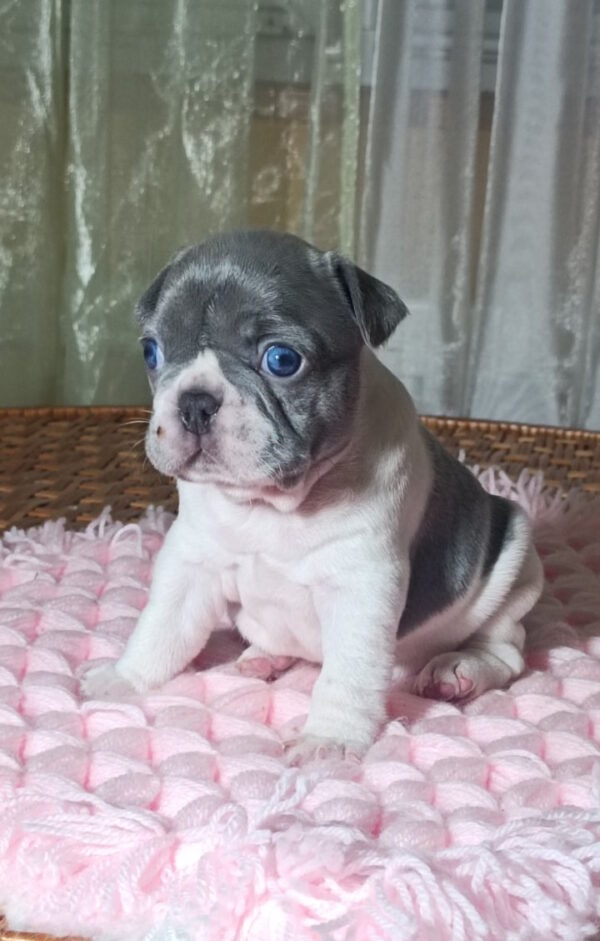 Lixie French Bulldog