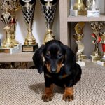 Lotta-female-Dachshund-puppy-for-sale-1 (1)