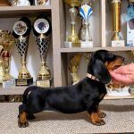Lotta-female-Dachshund-puppy-for-sale-1 (2)