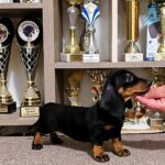 Lotta-female-Dachshund-puppy-for-sale-1 (3)