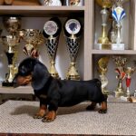 Lotta-female-Dachshund-puppy-for-sale-1 (4)