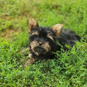 Louis Yorkshire Terrier