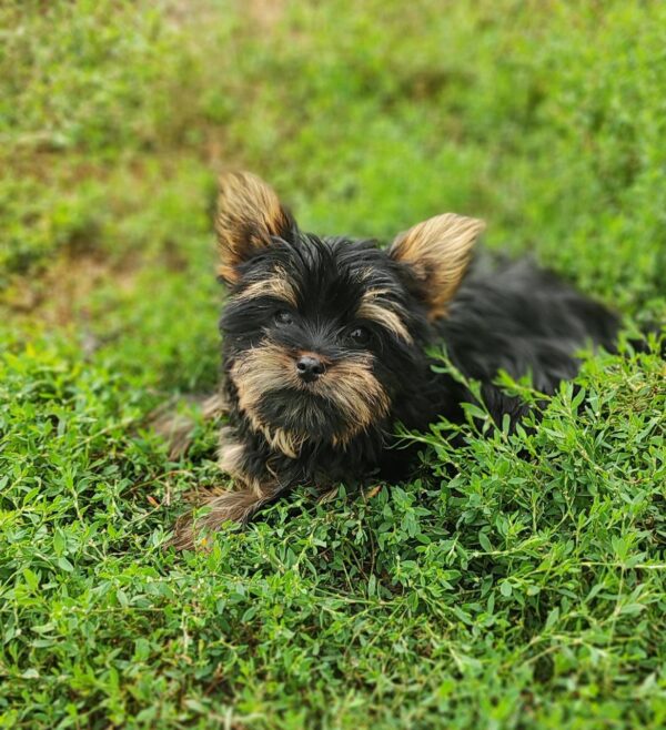 Louis Yorkshire Terrier