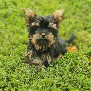 Louis Yorkshire Terrier