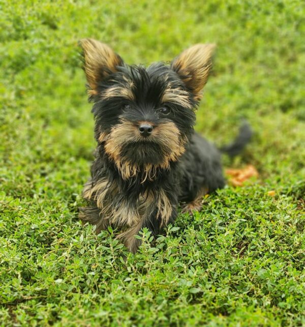 Louis Yorkshire Terrier