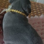 Lourdes-female-french-bulldog-puppy-for-sale-1 (1)