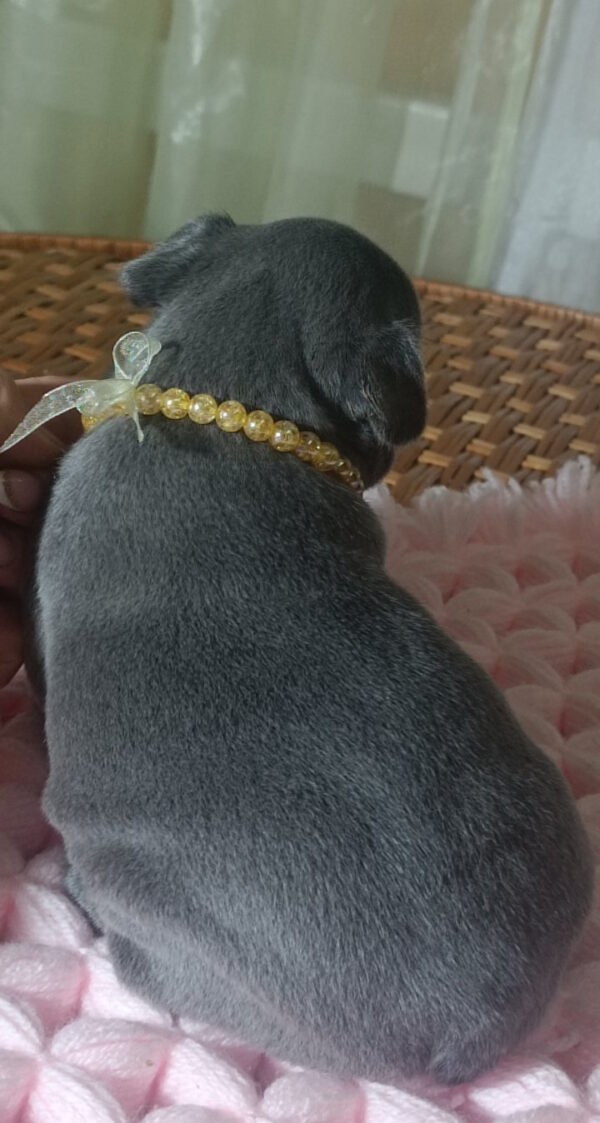 Lourdes French Bulldog