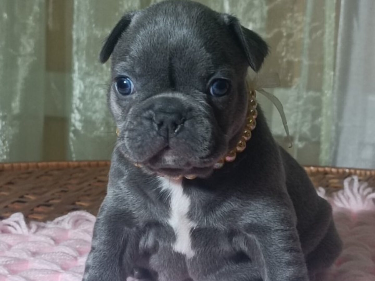 French Bulldog Dogs and Puppies for sale