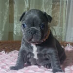 Lukerya French Bulldog