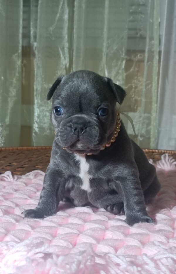 Lourdes French Bulldog