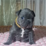Lourdes-female-french-bulldog-puppy-for-sale-1 (3)