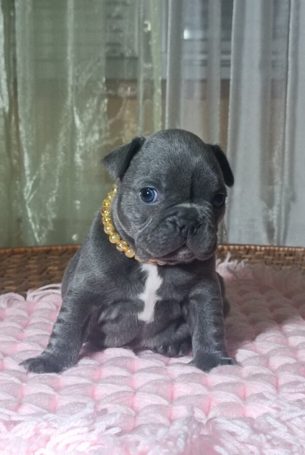 Lourdes French Bulldog
