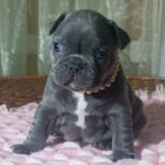 Lourdes-female-french-bulldog-puppy-for-sale-1 (4)