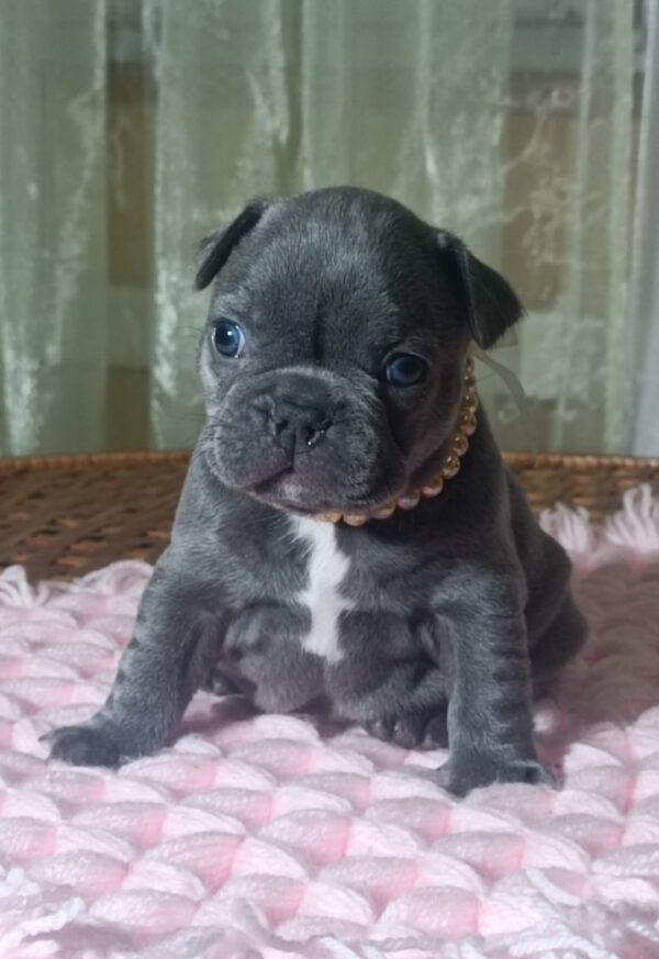 Lourdes French Bulldog