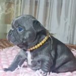 Lourdes-female-french-bulldog-puppy-for-sale-1 (6)