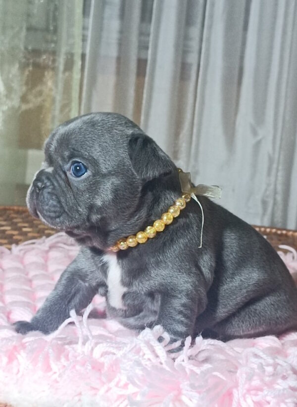 Lourdes French Bulldog